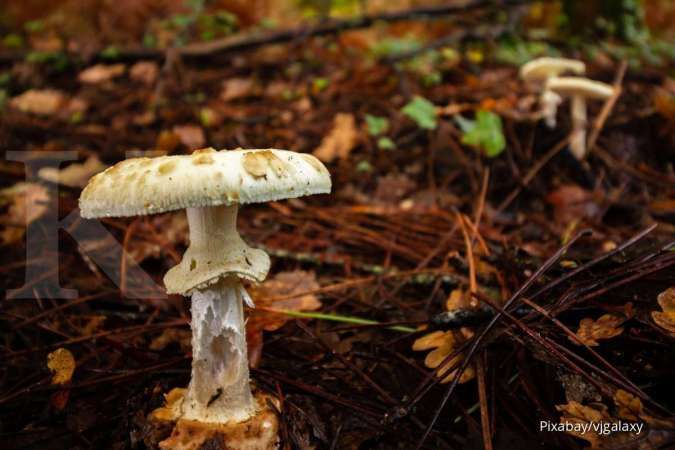 Memiliki Kemiripan Seperti Jamur Merang, Jamur Death Cap Ternyata Sangat Beracun!