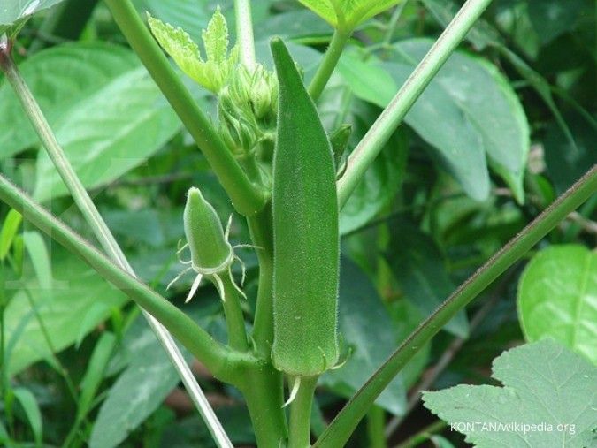 Mau menurunkan gula darah? Coba 4 sayur ini, efektif lo