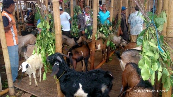 Pasar Silir dari lokalisasi jadi sentra kambing (2