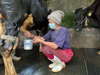 Peternak Sapi Perah Butuh Modal, Pengucuran Kredit BRI Makin Lancar