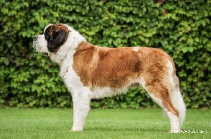 Anjing Ras Saint Bernard