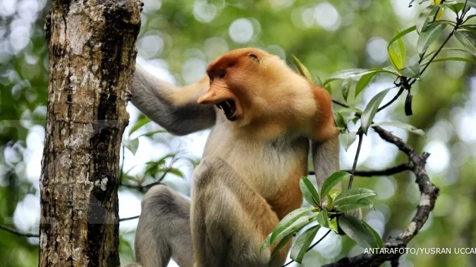 Rescued monkeys to be released back into wild