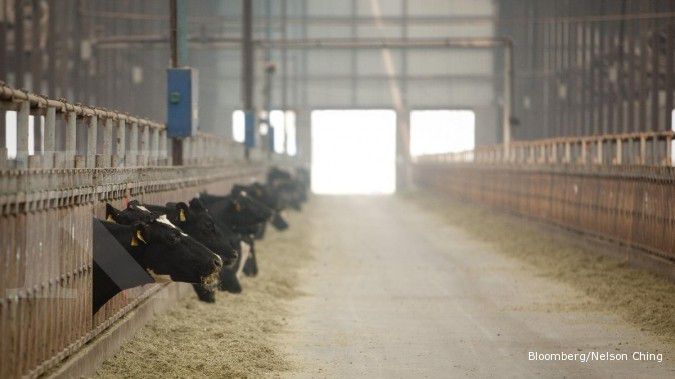 Fonterra target buka 30 peternakan sapi di China