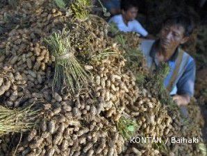 Pemerintah Patok Produksi Kacang Tanah 882.000 Ton