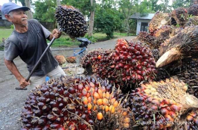 India Kembali Menaikkan Pajak Impor CPO, Ini Dampaknya ke Indonesia