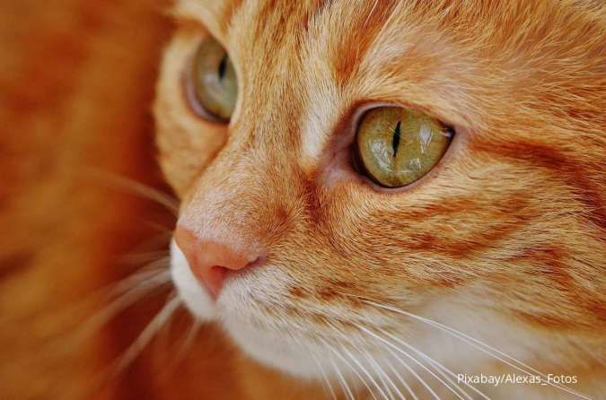 Kenapa Kucing Peliharaan Mendengkur? Ketahui Manfaat dan Maksud di Baliknya