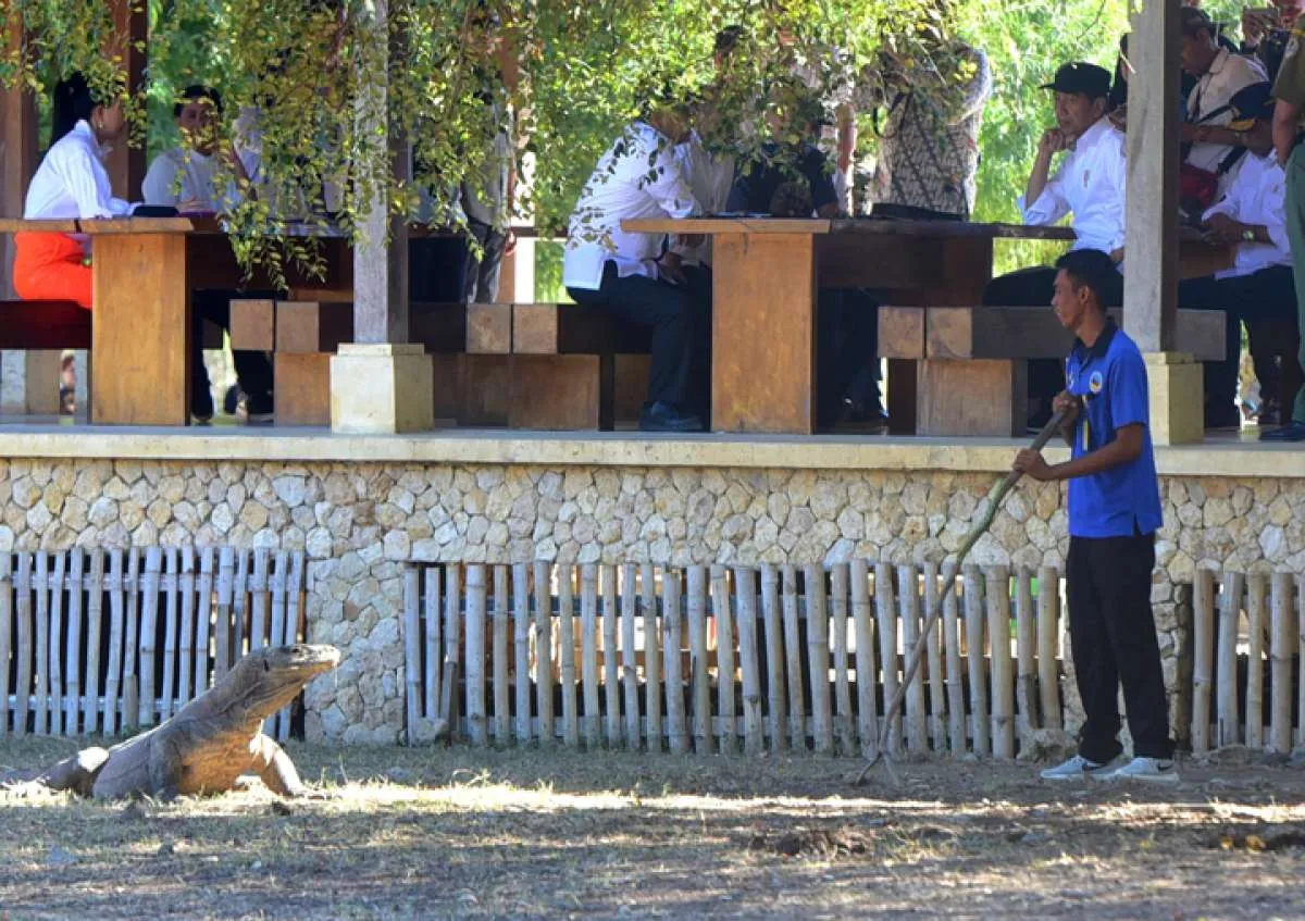Jokowi ingin wisatawan ke Komodo dibatasi, ini alasannya