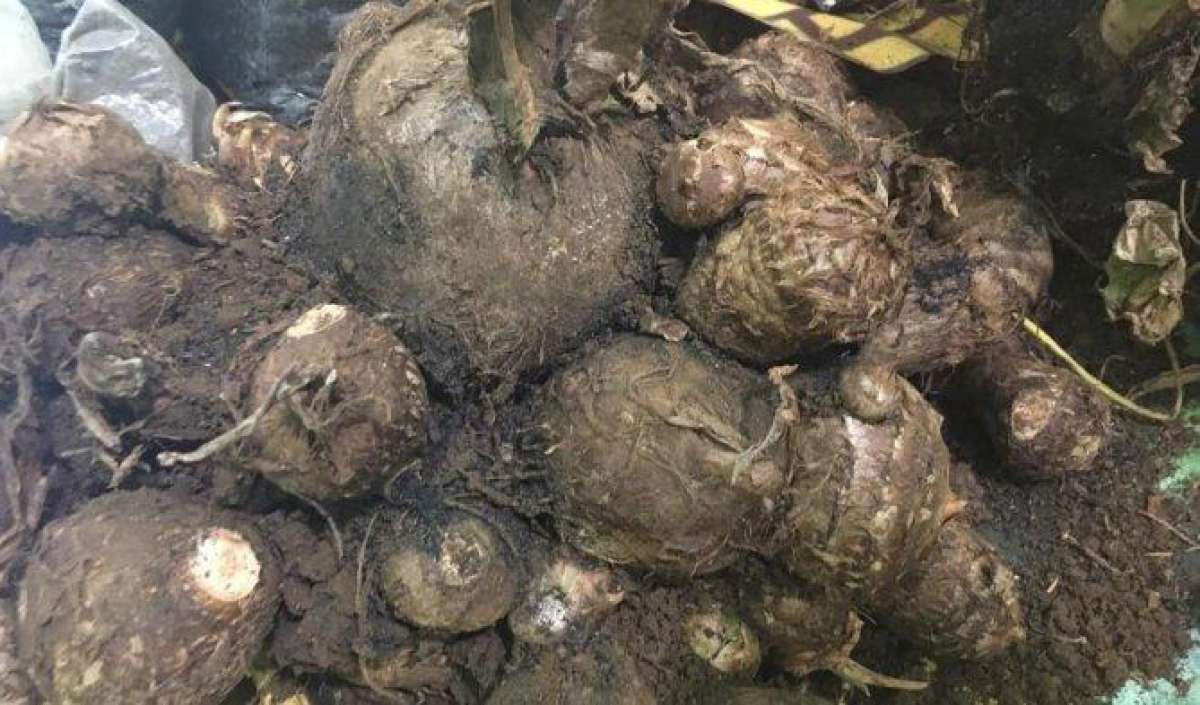  Salah Kaprah Talas Beneng