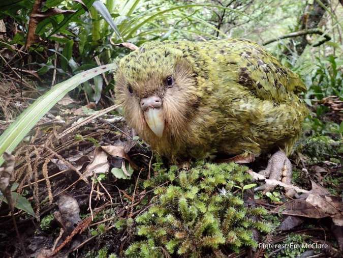 Mirip Burung Hantu, Burung Kakapo adalah Spesies Burung Beo yang Tidak Bisa Terbang