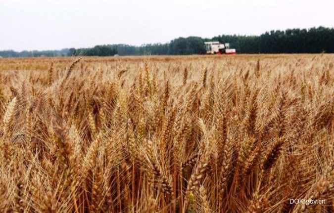 Perang Iran Picu Lonjakan Harga Pupuk, Produksi Pangan Global Terancam