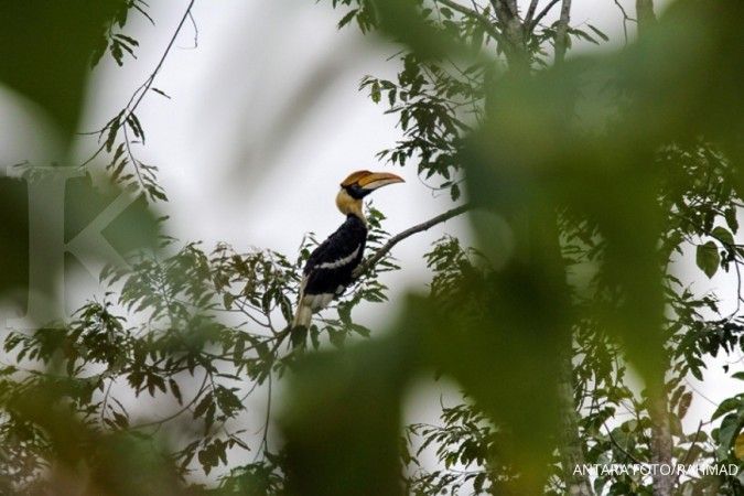 Perusahaan Wilmar Group lakukan konservasi burung pemangsa di Kalimantan