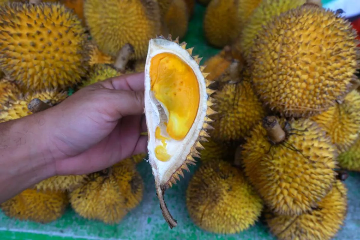 Berkunjung ke China, Luhut Pandjaitan Bidik Ekspor Durian Senilai Rp 131 Triliun