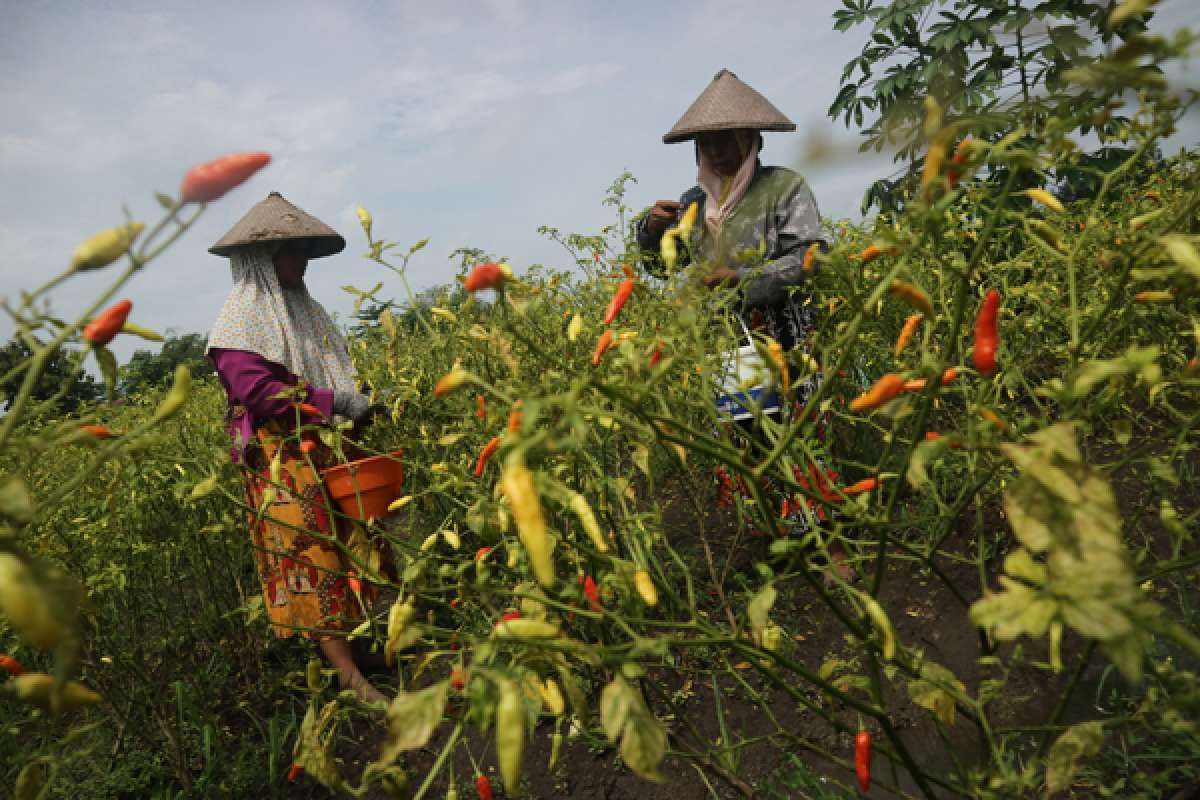 Terganjal Distribusi, Harga Pangan Masih Tinggi