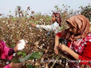 Permintaan turun, harga kapas terendah dalam 3 bulan