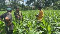 Triputra Group Perkuat Rantai Pasok Jagung, Cakupan Lahan Capai 5.000 Hektare