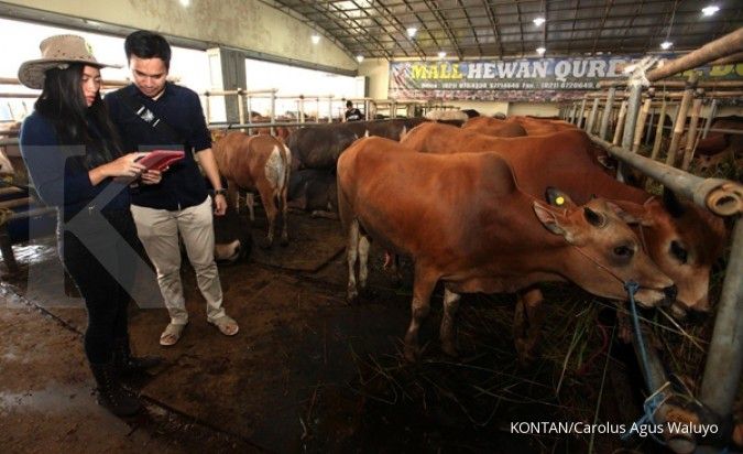 Harga sapi naik 20% menjelang Idul Adha