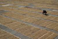 HJE dan Cukai Rokok di 2026 Dipastikan Tidak Naik