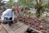 El Nino Picu Sungai Kapuas Surut, Pengiriman CPO Terhambat dan Harga TBS Turun