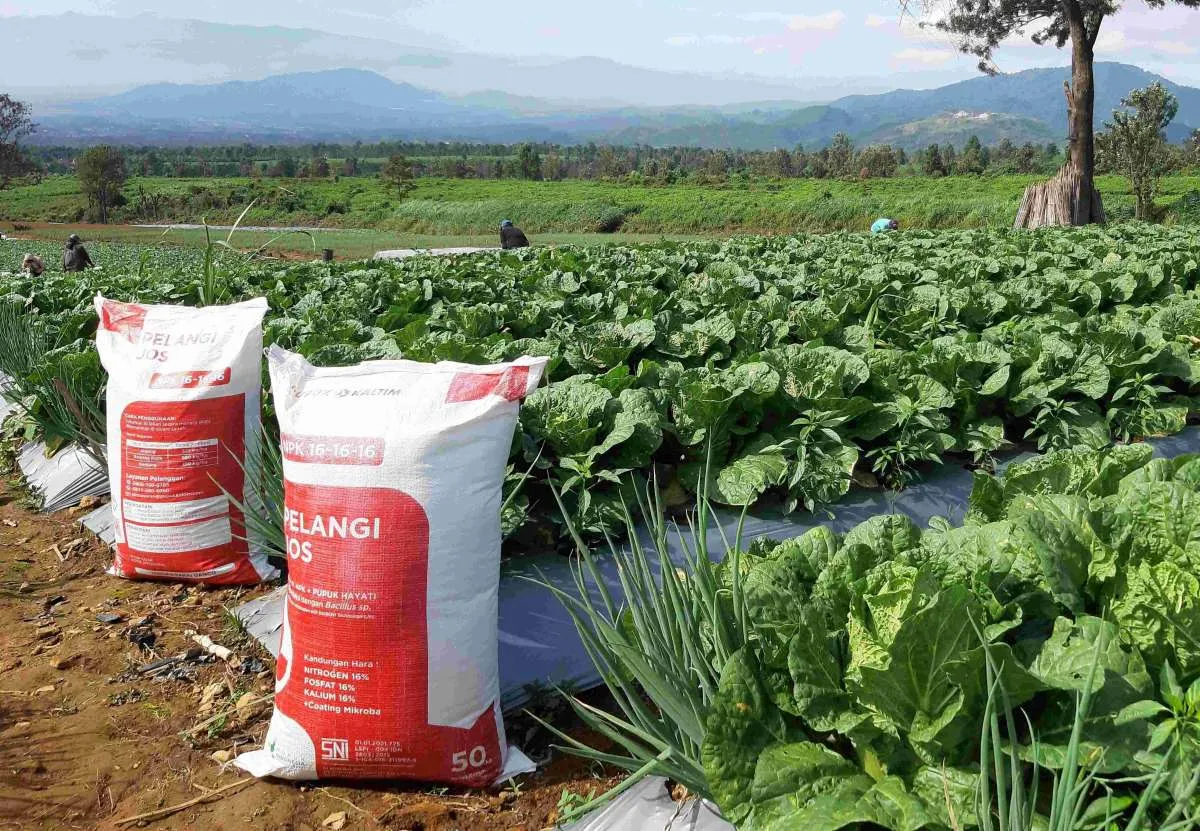 NPK Pelangi JOS Dorong Produktivitas Pertanian Sawi Putih Naik 49%