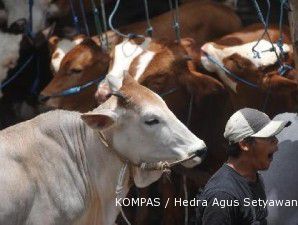 Peternak sapi di Boyolali gelisah wabah antraks bakal turunkan penjualan 