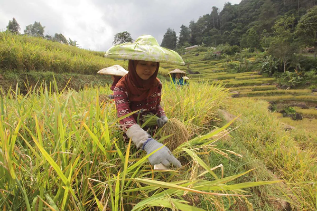 Mentan Klaim Ketersediaan Beras Tahun Ini Cukup