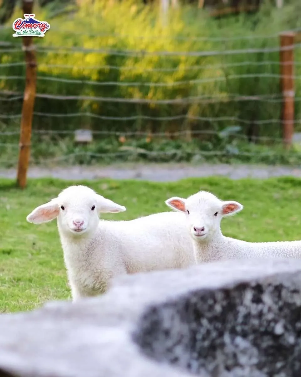 Asyik! Wisata Semarang Cimory on the Valley buka lagi