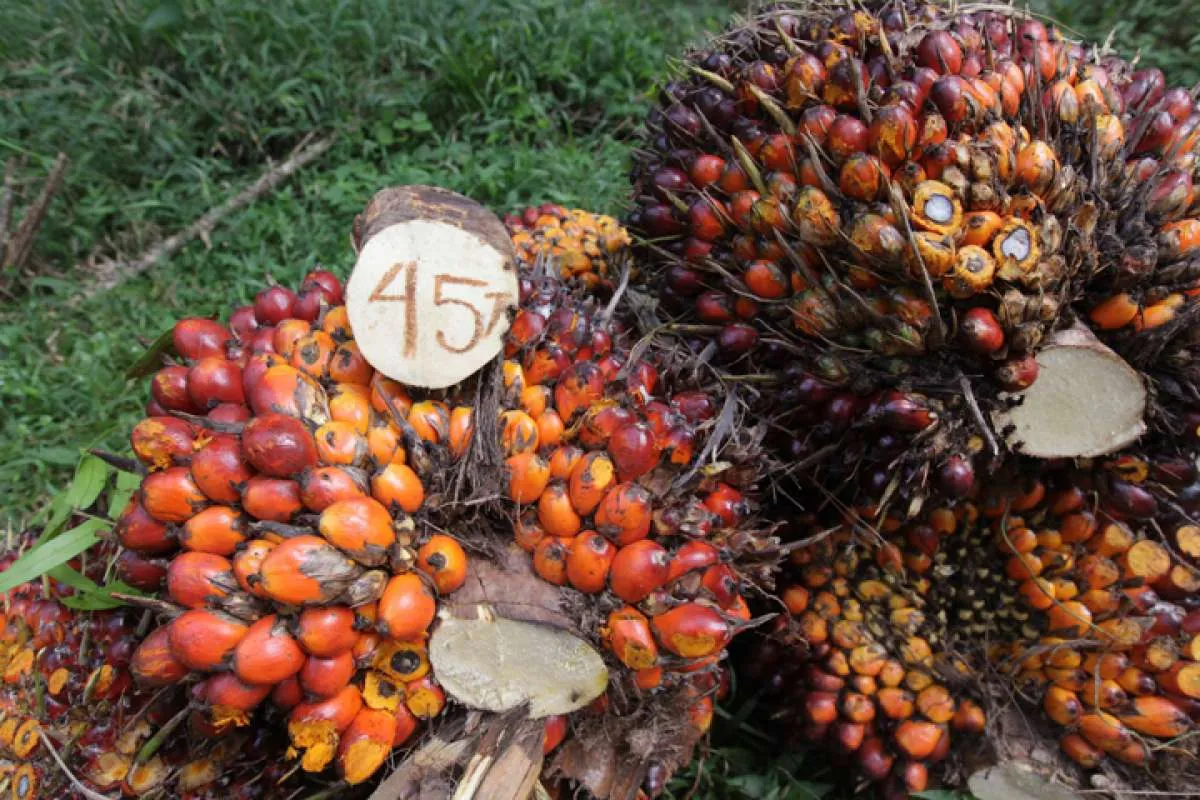 Harga CPO volatil dan cenderung turun, simak rekomendasi analis 