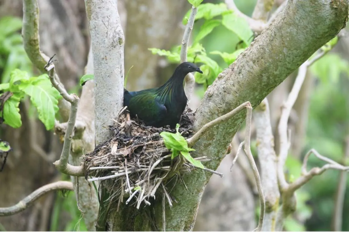 Antam Dukung Pengelolaan Konservasi Burung Junai Emas