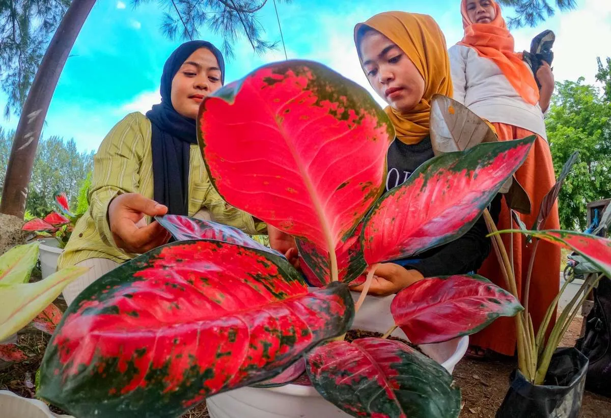 Monstera hingga aglonema, ​ini 5 tanaman yang mudah tumbuh di dalam ruangan