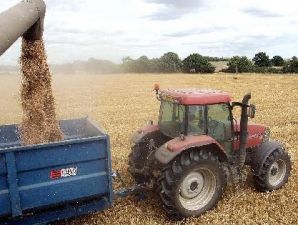 Pertumbuhan konsumsi terigu berpotensi melambat akibat tingginya harga gandum