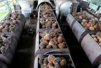 BPDP: Kenaikan Pungutan Ekspor CPO untuk Dukung Program B40