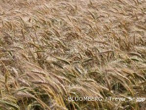 Harga gandum dunia makin gurih, naik 1,1%