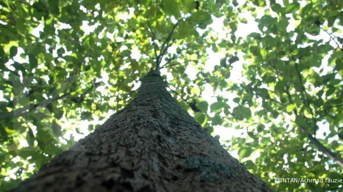 Produksi kayu hutan alam Indonesia terus menyusut