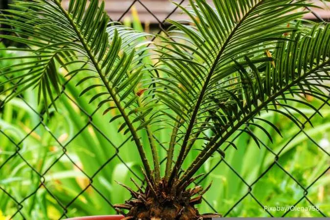 Pohon Sagu Sikas