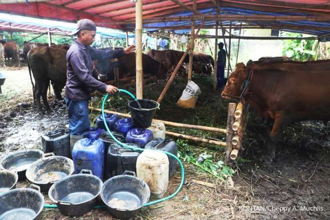 Cek Harga Sapi Kurban 2025 di Area Provinsi Banten, Termurah Rp 17 Jutaan