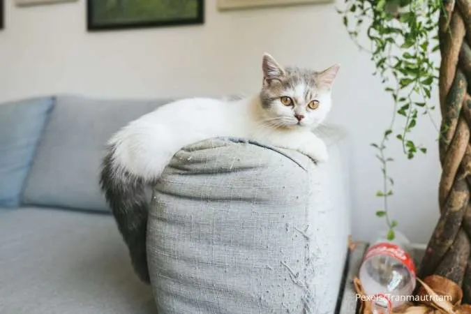 Simak Perawatan Kucing Munchkin bagi Pemula, Harganya Fantastits