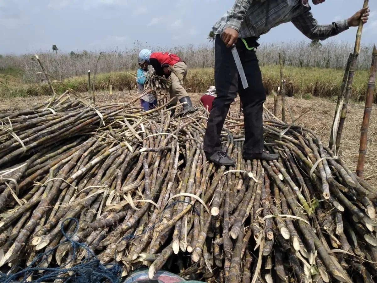 Aman Agrindo (GULA) Menilai, Benih Unggul Penting untuk Dukung Swasembada Gula