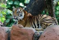 Miris, Rakyat Korea Utara yang Kelaparan Dilaporkan Berburu Harimau untuk Dimakan