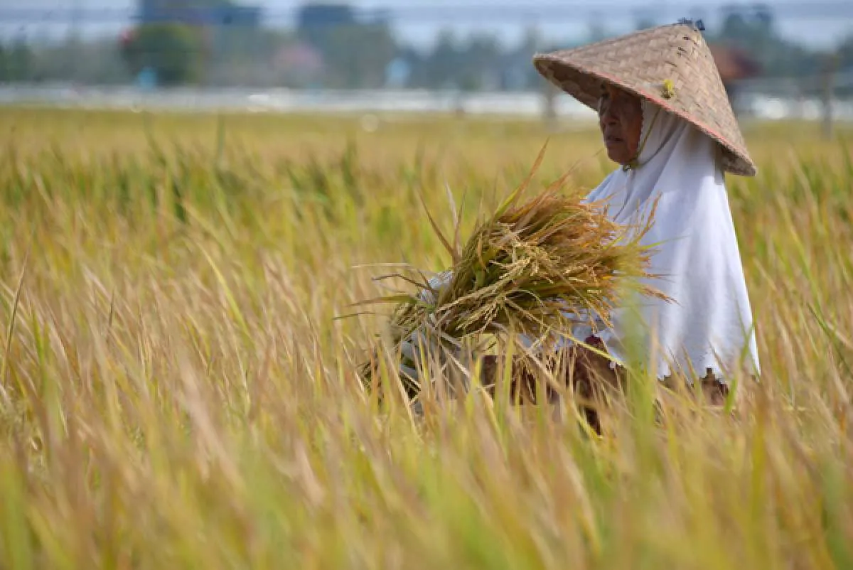 Produksi padi berpotensi naik, Kementan terus lakukan mitigasi pencegahan gagal panen