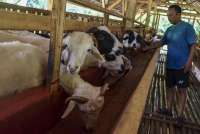 Catat Harga Kambing, Domba, dan Sapi Kurban dari BAZNAS Kota Yogyakarta 2025