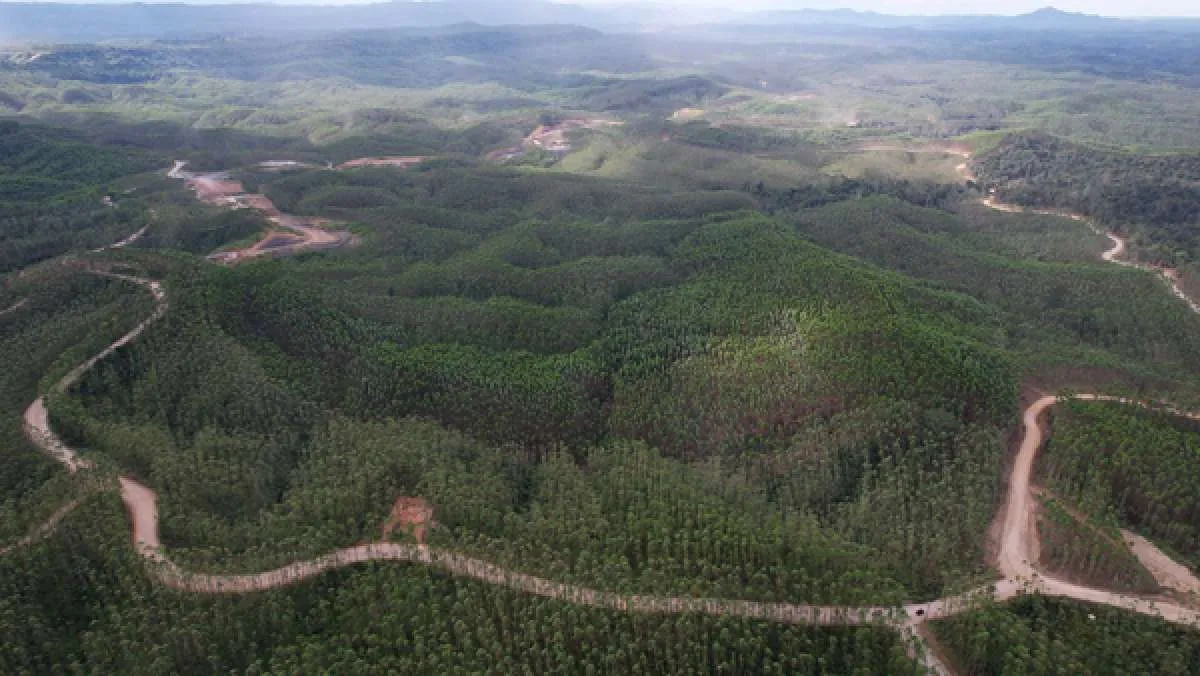 Bukan Cuma Indonesia, Ini Daftar Negara yang Dijuluki Paru-Paru Dunia