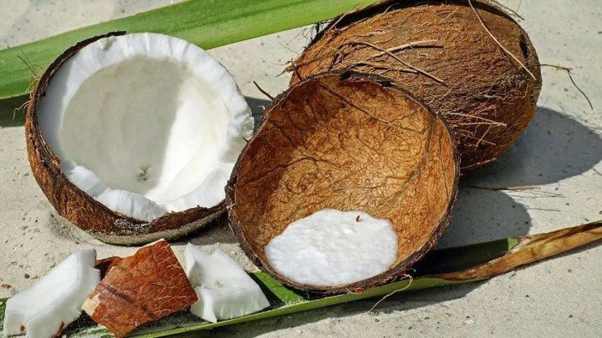 11 Manfaat Kelapa yang Kaya Vitamin dan Mineral, Bisa Mencegah Osteoporosis 