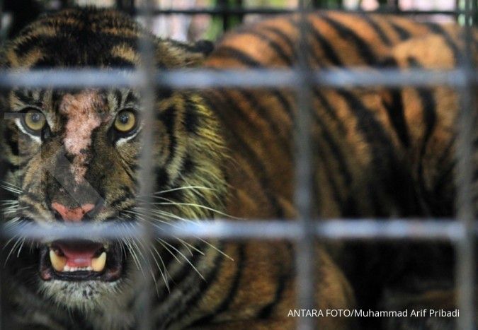 Nadia, harimau Melayu di Kebun Binatang Bronx New York dinyatakan positif corona