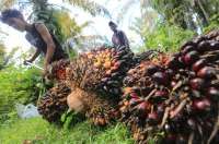Indonesia's Palm Oil Exports at 11 Million Metric Tons in First Half