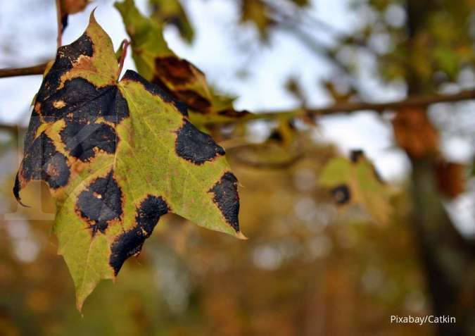 Penyebab Penyakit Bercak Hitam pada Tanaman