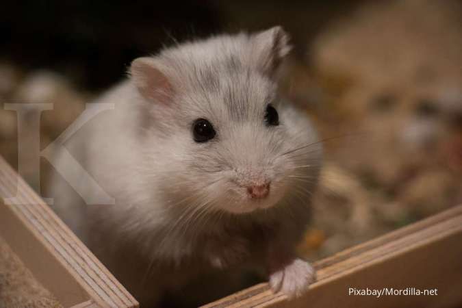 How long does hamsters live