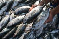 Berdampak ke Nelayan, Kadin Minta Pemerintah Optimalkan Negosiasi Tarif dengan AS