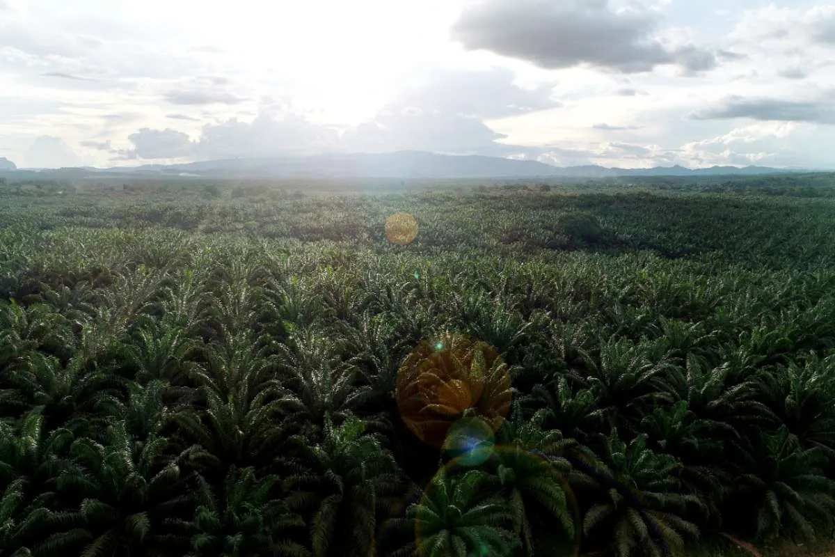 Teladan Prima (TLDN) Kucurkan Belanja Modal Rp 107 Miliar untuk 2 Proyek Sawit