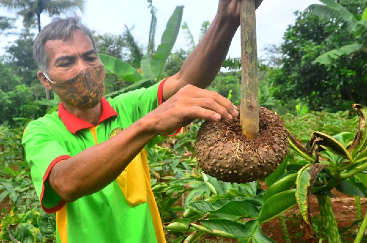 Tanam porang, petani di desa ini bisa raup untung hingga ratusan juta sekali panen