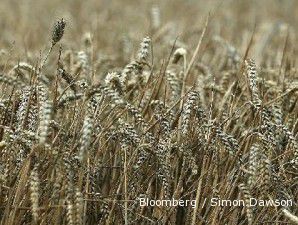 Eropa tawarkan 2,8 juta ton barley dan gandum